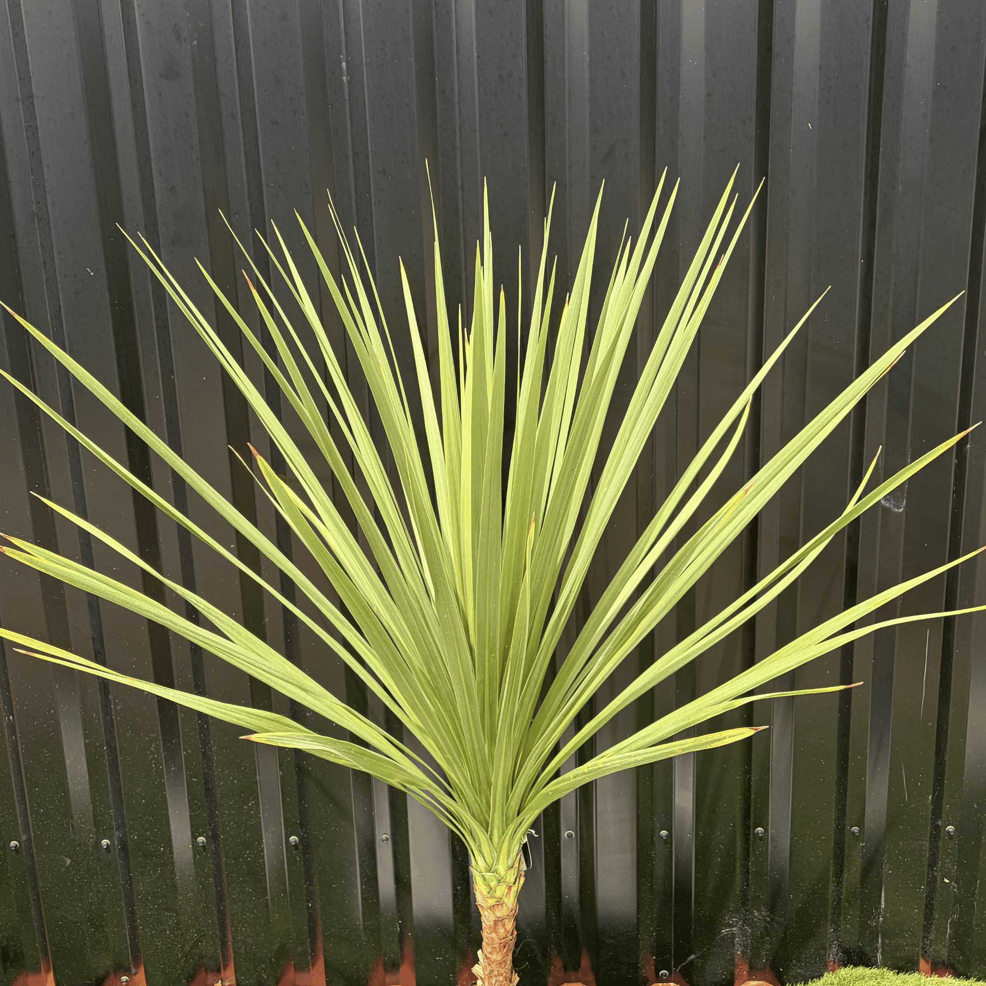 Cordyline Indivisa Hauteur 140 cm - Image 2