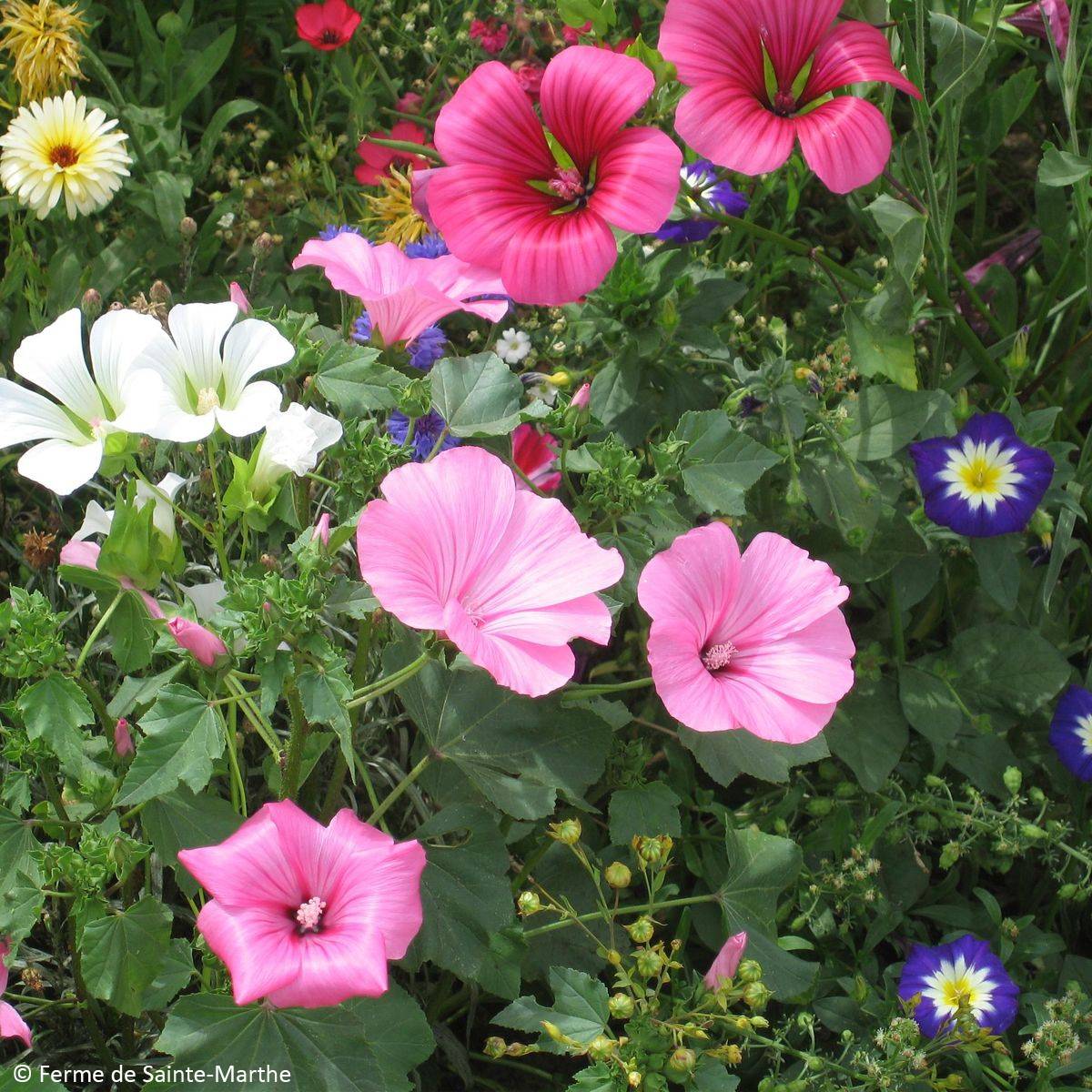 Malope à grandes fleurs variées Bio - Ferme de Sainte Marthe le sachet ...