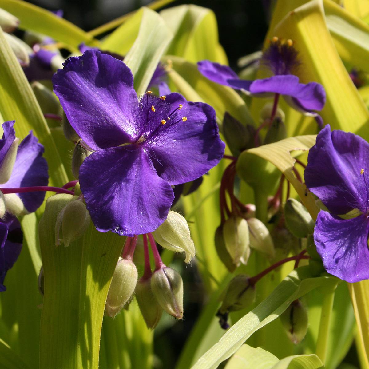 Promesse de Fleurs - Ephémère de Virginie, Tradescantia andersoniana Blue and Gold Pot de 2L/3L