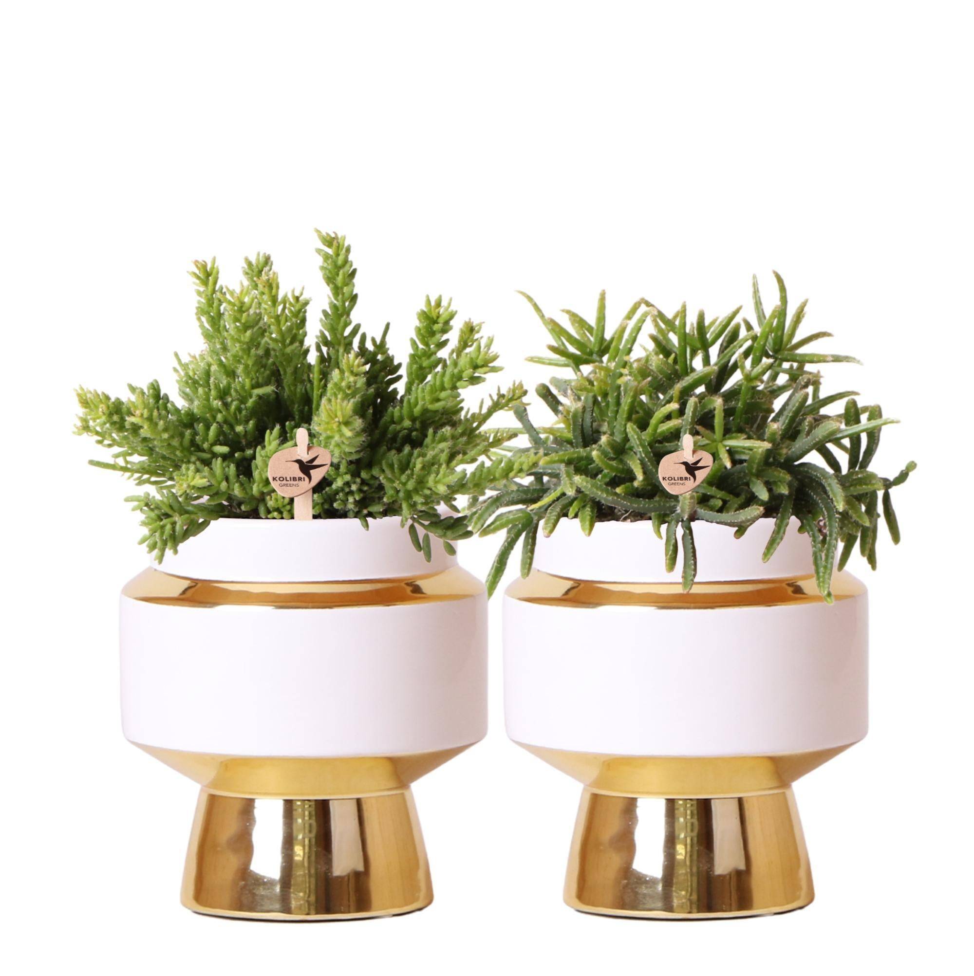 Duo Rhipsalis et leurs caches-pots doré- La Green Touch - Image 2