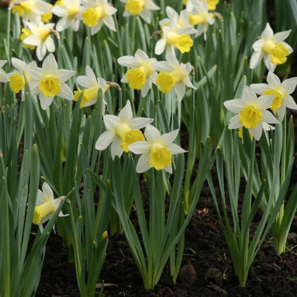 Promesse de Fleurs - Narcisse Topolino Bulbe calibre 8+ (par 15)