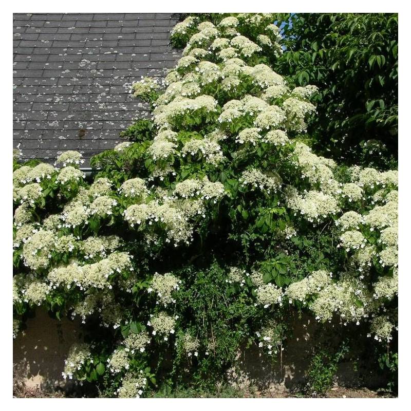 Hortensia grimpant à fleurs Blanche - feuillage Caduc - Godet - 5/10 cm-  hauteur à maturité De 3,00 m à 5,00 m - Image 6