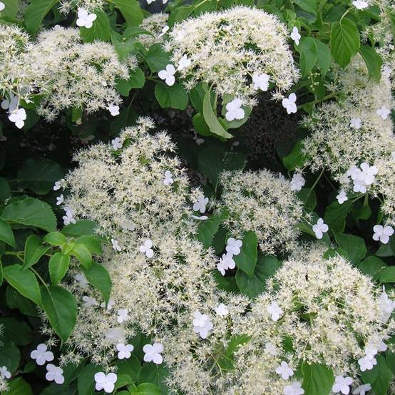 Hortensia grimpant à fleurs Blanche - feuillage Caduc - Godet - 5/10 cm- hauteur à maturité De 3,00 m à 5,00 m - Image 1