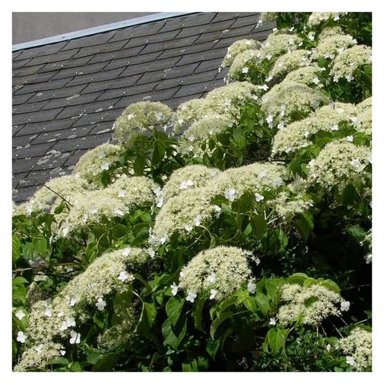 Hortensia grimpant à fleurs Blanche - feuillage Caduc - Godet - 5/10 cm- hauteur à maturité De 3,00 m à 5,00 m - Image 9