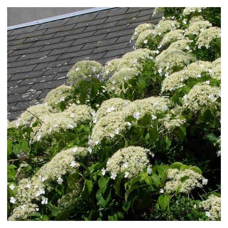 Hortensia grimpant à fleurs Blanche - feuillage Caduc - Godet - 5/10 cm-  hauteur à maturité De 3,00 m à 5,00 m - Image 9