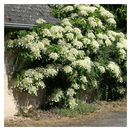 Hortensia grimpant à fleurs Blanche - feuillage Caduc - Godet - 5/10 cm- hauteur à maturité De 3,00 m à 5,00 m - Image 8