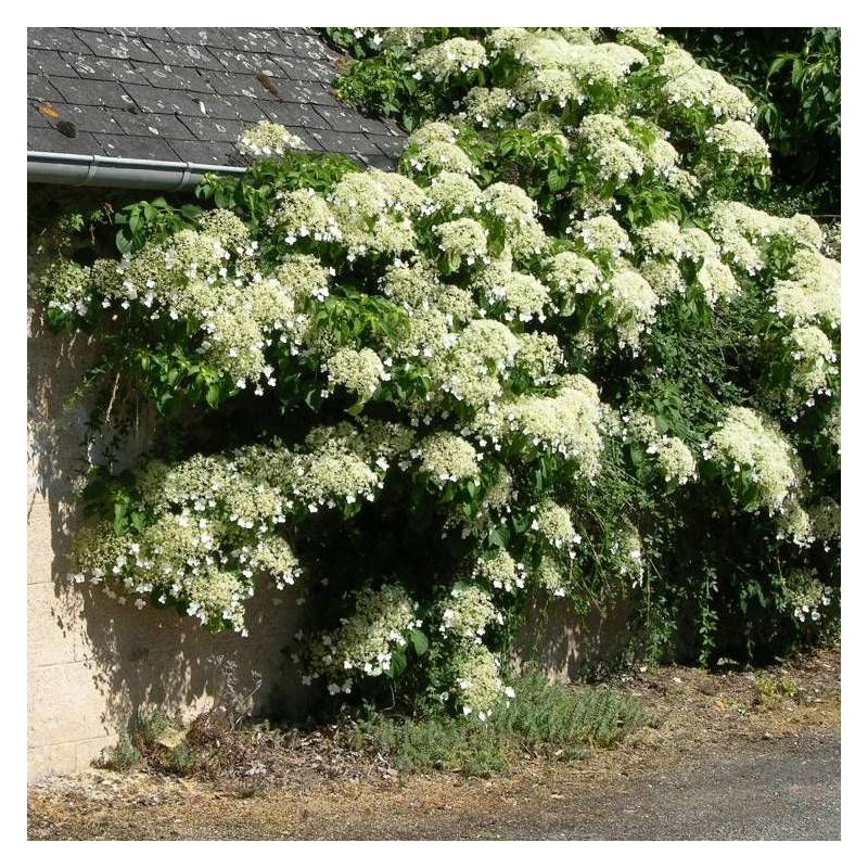 Hortensia grimpant à fleurs Blanche - feuillage Caduc - Godet - 5/10 cm-  hauteur à maturité De 3,00 m à 5,00 m - Image 8