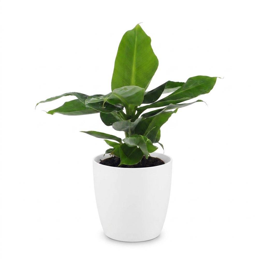 La Green Touch - Musa Oriental Dwarf - Bananier nain - Avec cache-pot blanc - Pot Ø12 cm, H 30 cm - Image 2