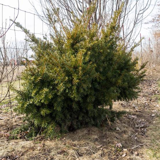 Taxus media Densiformis - If hybride Pot de 2L/3L - Image 1