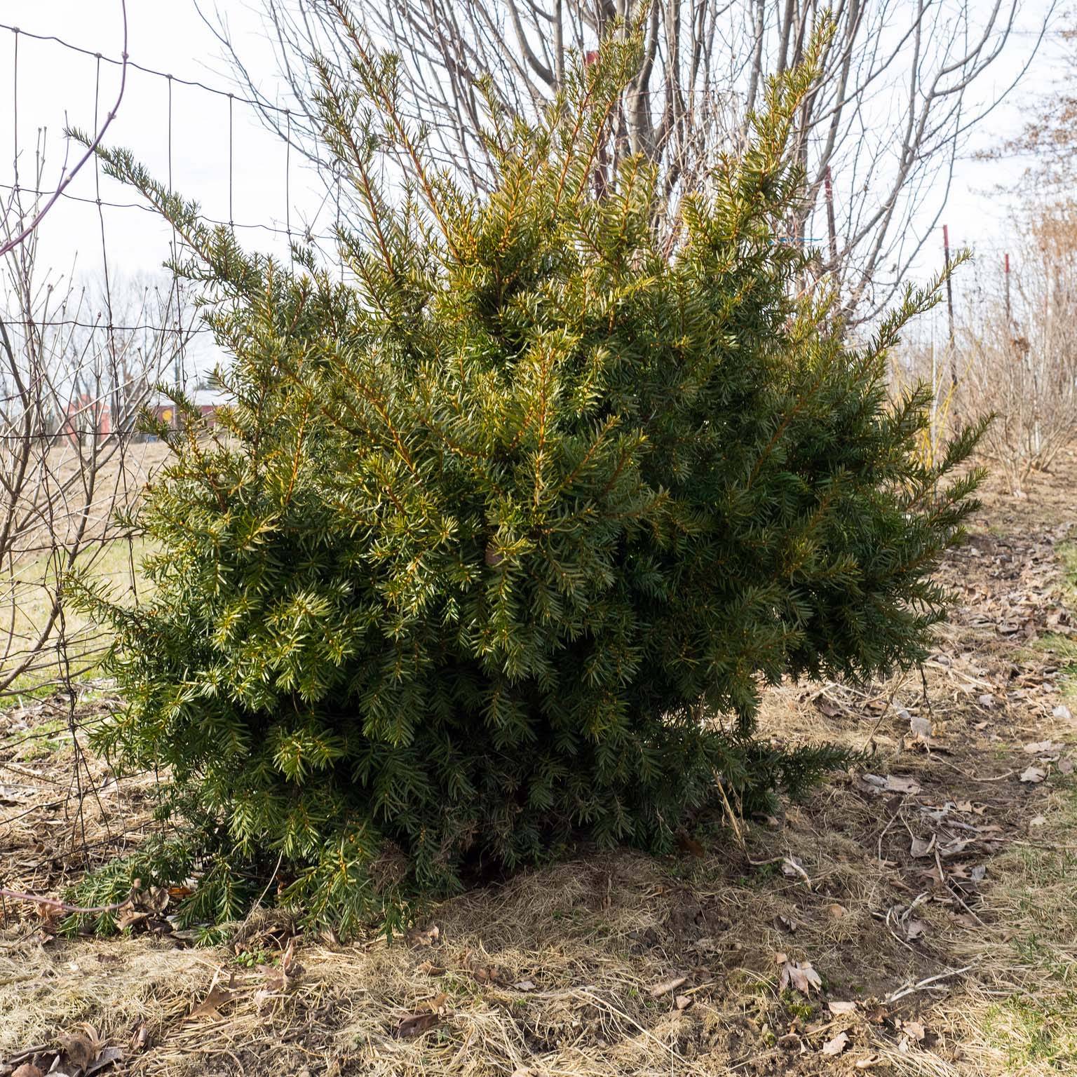 Taxus media Densiformis - If hybride Pot de 2L/3L