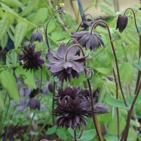 Promesse de Fleurs - Ancolie hybride Black Barlow - Aquilegia Black Barlow Godet de 8/9 cm