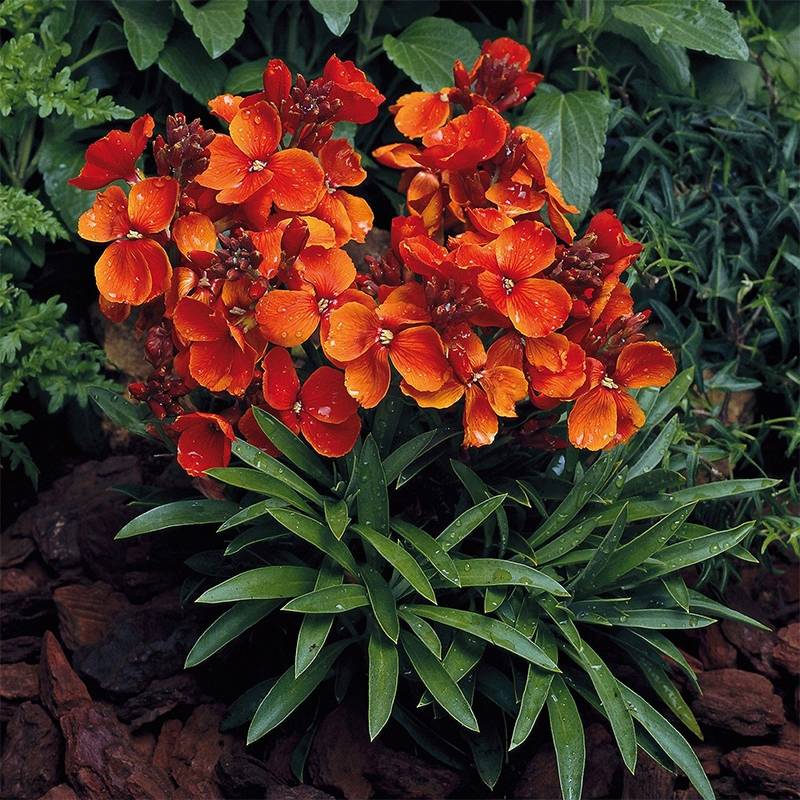Graines de Giroflée ravenelle Bedder Scarlet - Erysimum ou Cheiranthus cheirii  le sachet de 200 graines environ (0,5g)