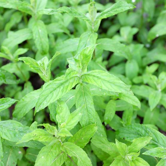 Promesse de Fleurs - Menthe asiatique - Mentha asiatica asian Pot de 1,5L/2L