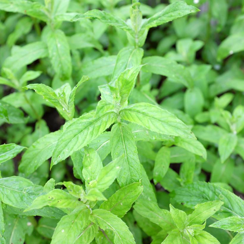Promesse de Fleurs - Menthe asiatique - Mentha asiatica asian Pot de 1,5L/2L