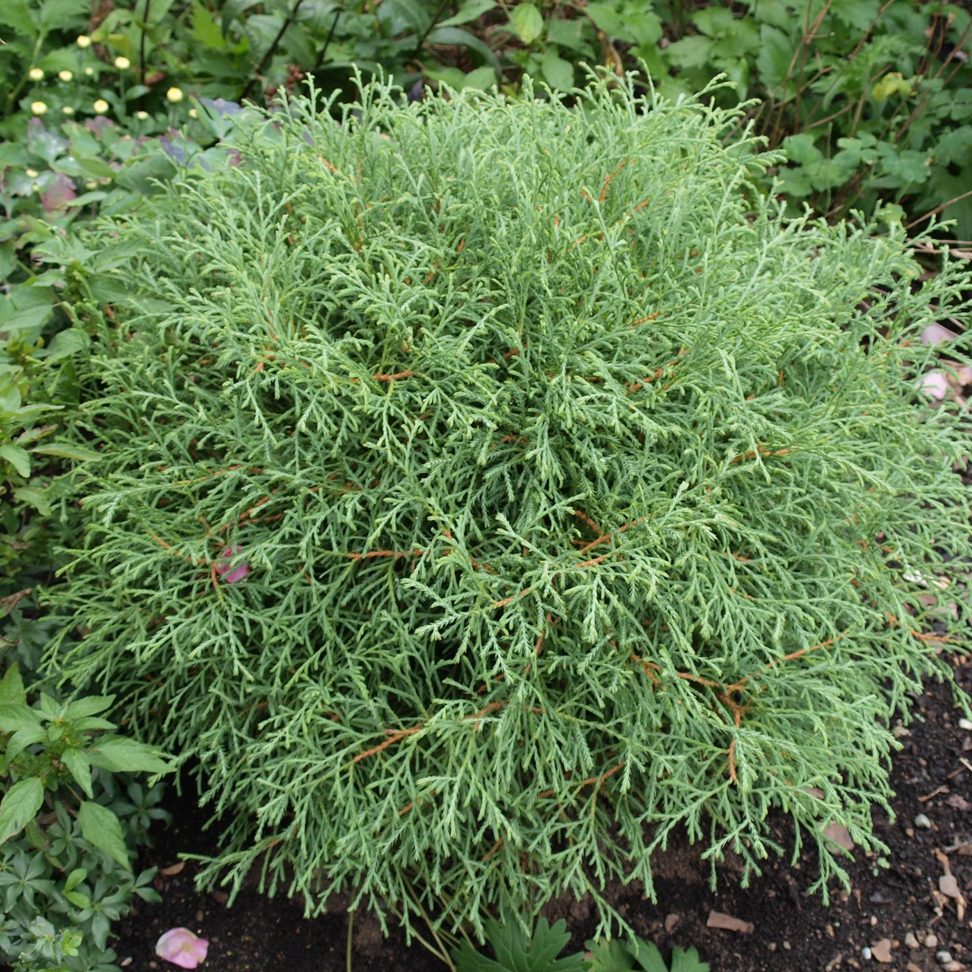 Thuya du Canada - Thuja occidentalis Mr Bowling Ball Godet de 8/9 cm