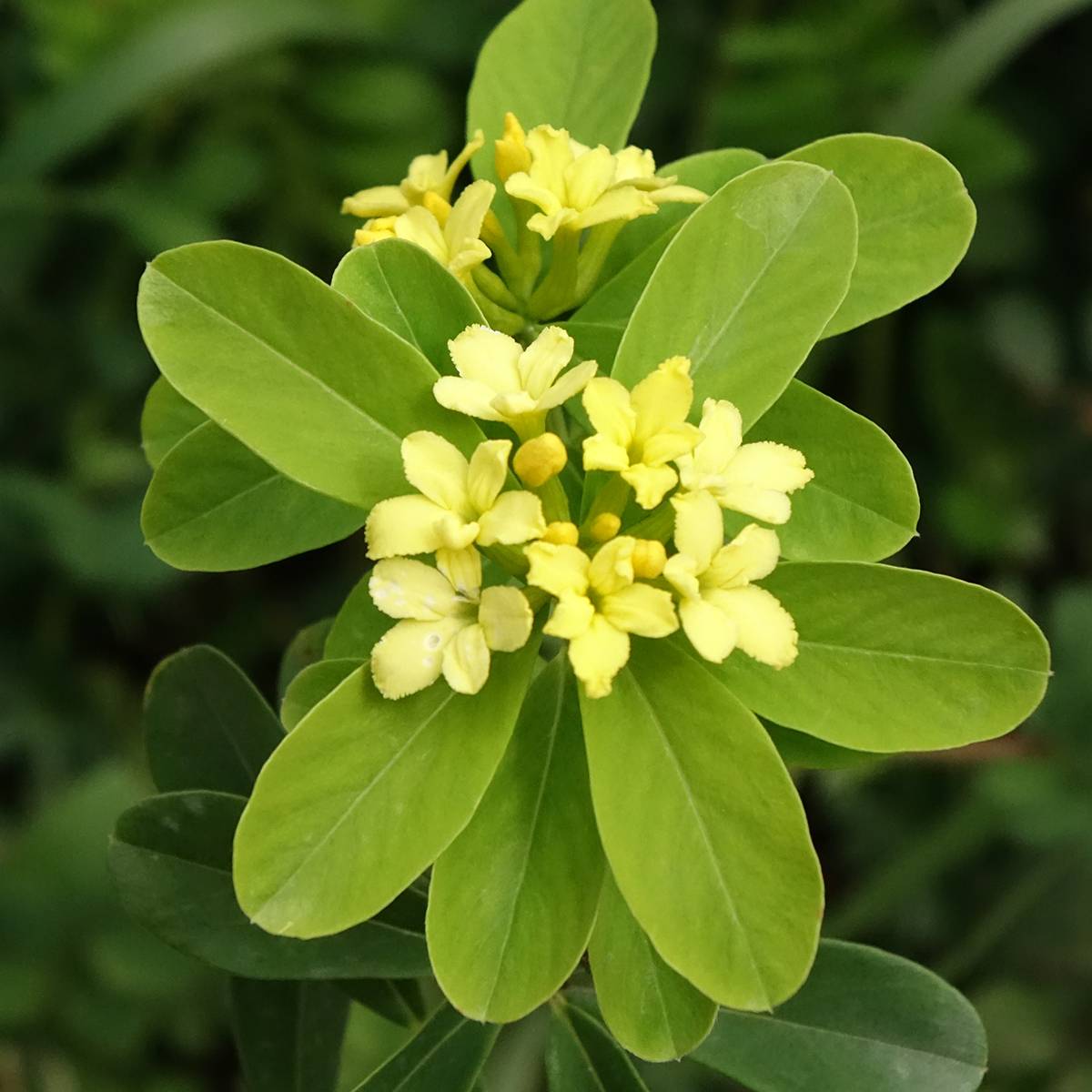 Daphne gemmata Royal Crown Pot de 2L/3L - Image 1