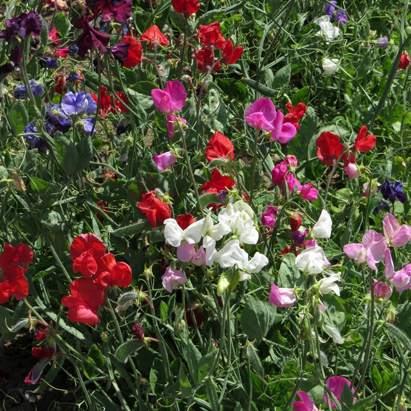 Graines de Pois de Senteur Spencer mix - Lathyrus odoratus le sachet de 50 graines environ (5g)