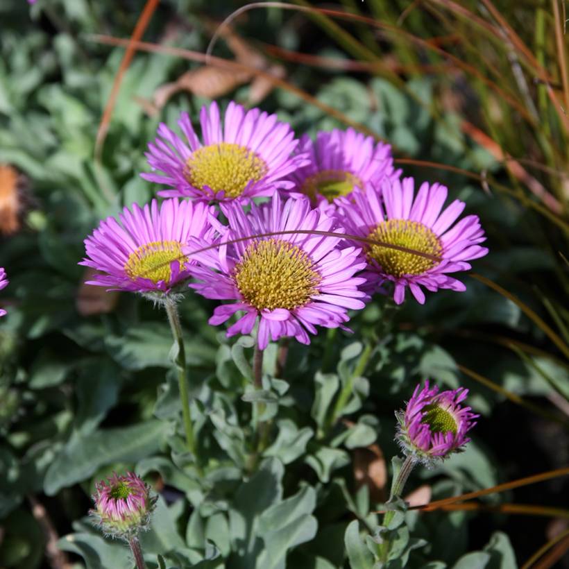 Promesse de Fleurs - Erigeron glaucus Sea Breeze - Vergerette glauque Pot de 2L/3L
