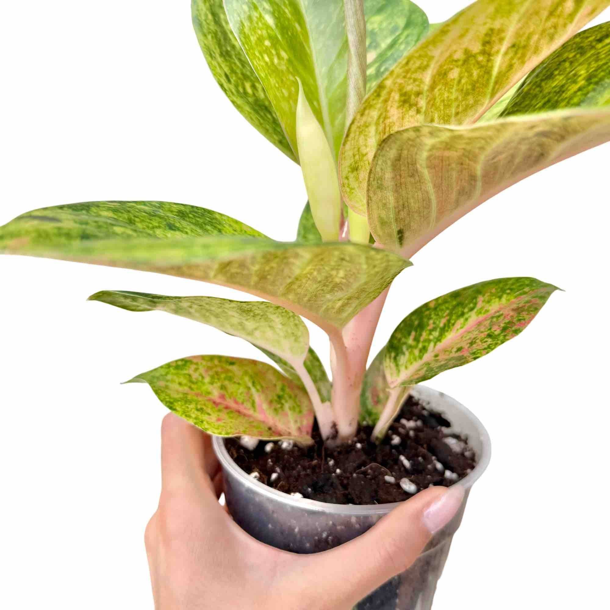 Aglaonema Apple Green - Pot de 12cm - Plantes d'intérieur - Image 4