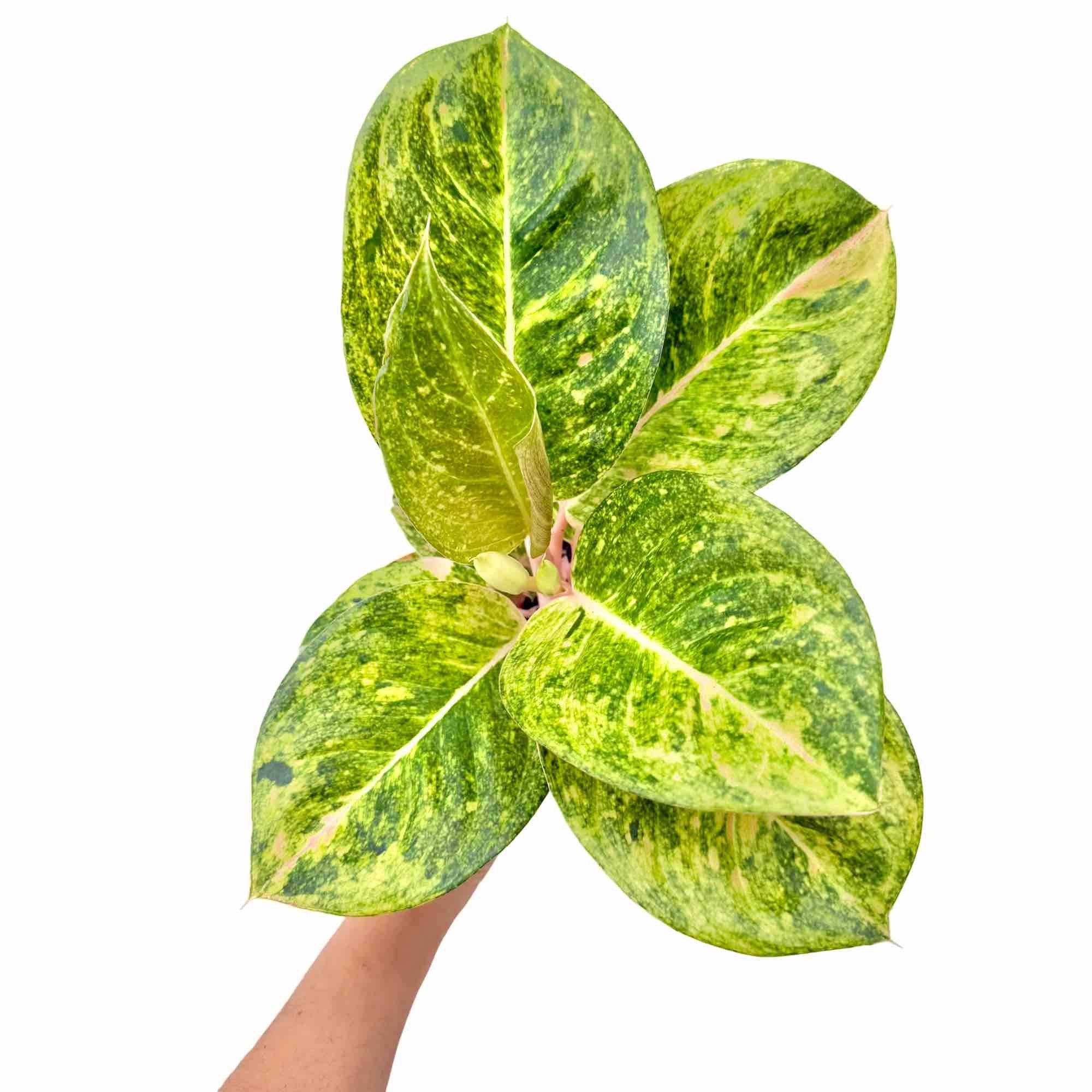 Aglaonema Apple Green - Pot de 12cm - Plantes d'intérieur - Image 1