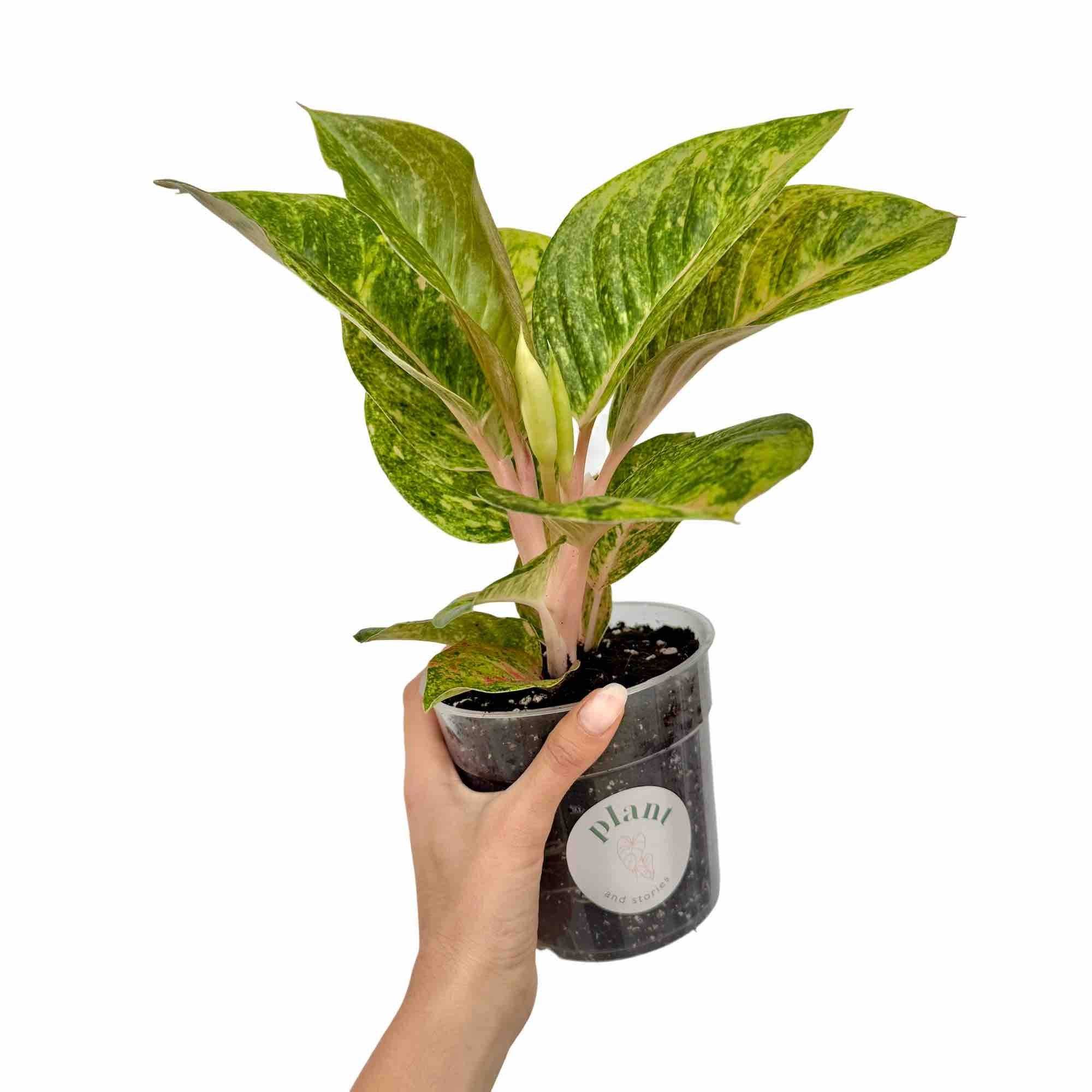Aglaonema Apple Green - Pot de 12cm - Plantes d'intérieur - Image 2