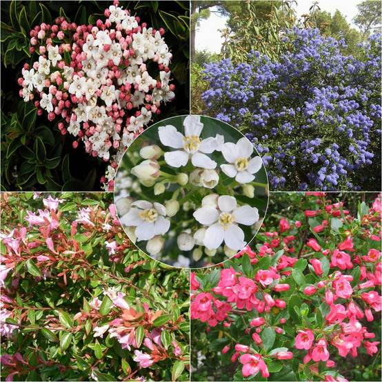 Promesse de Fleurs - Kit haie persistante et fleurie éco - Collection de 10 plantes