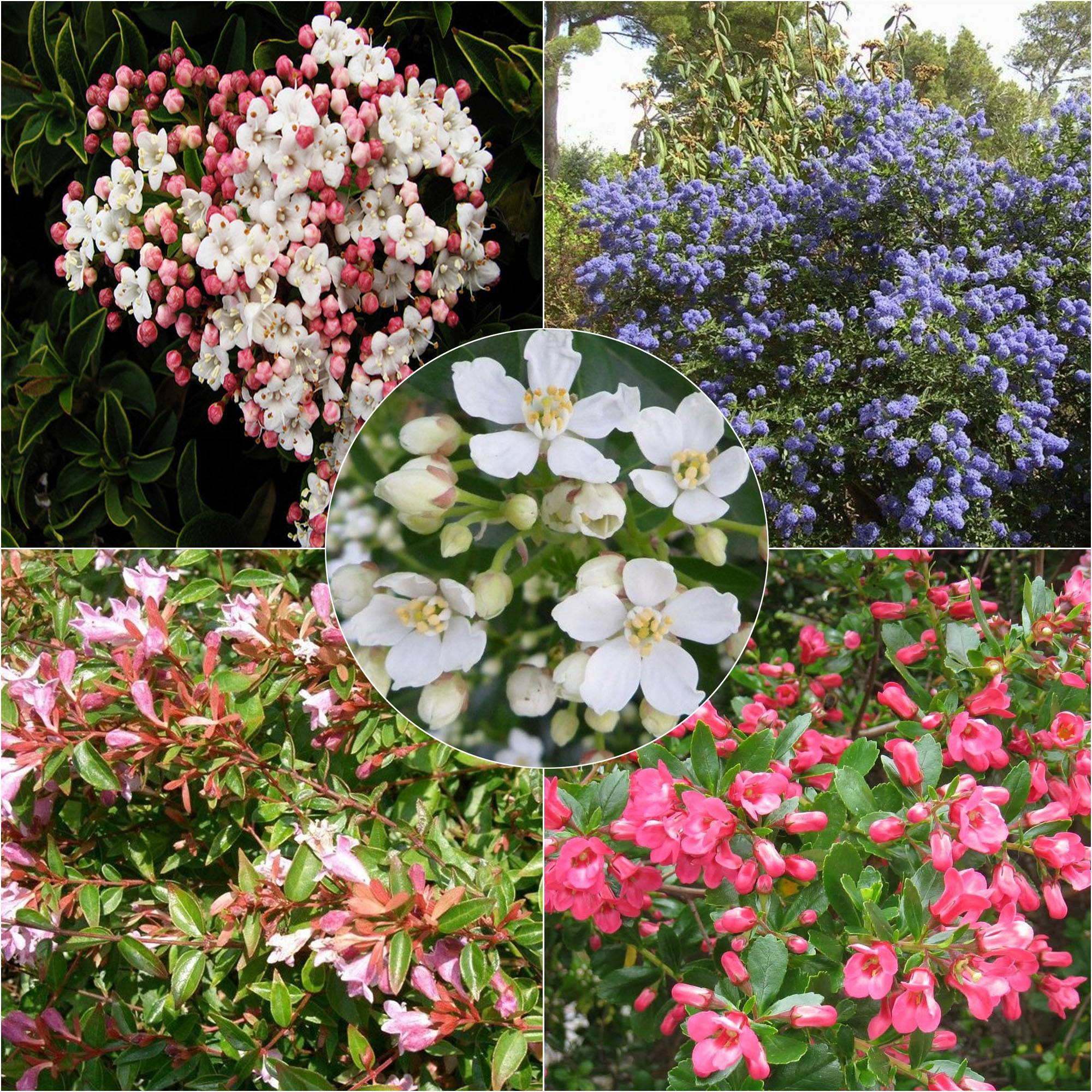 Promesse de Fleurs - Kit haie persistante et fleurie éco - Collection de 10 plantes
