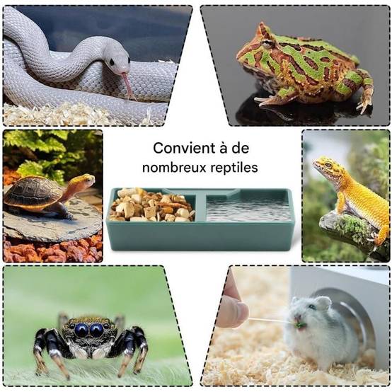 Gamelle 2 Compartiments Vert ABS Pour Reptiles - Lytech - Image 2