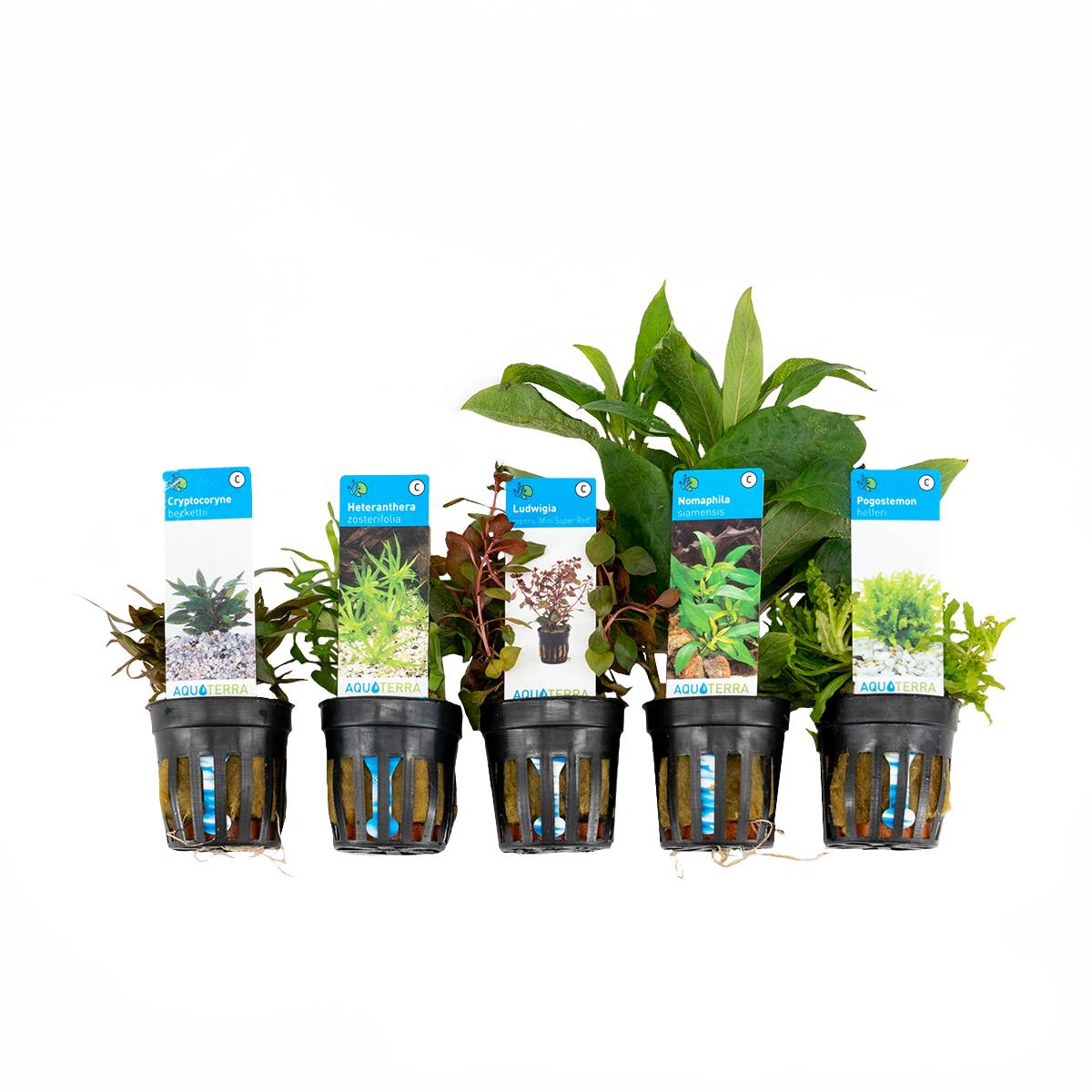 Set de 5 - Plantes d'aquarium véritables - Plantes aquatiques - Purifiantes - Oxygène - H. 15-20 cm