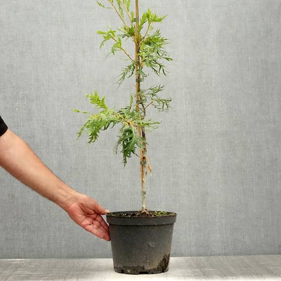 Promesse de Fleurs - Chêne pédonculé - Quercus robur Miky Pot de 4L/5L - Image 2