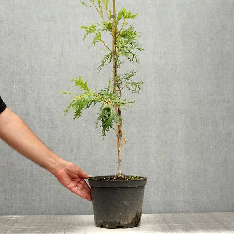 Promesse de Fleurs - Chêne pédonculé - Quercus robur Miky Pot de 4L/5L - Image 2