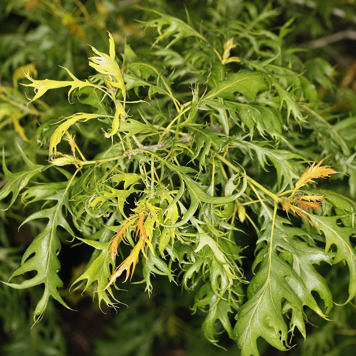 Promesse de Fleurs - Chêne pédonculé - Quercus robur Miky Pot de 4L/5L - Image 1