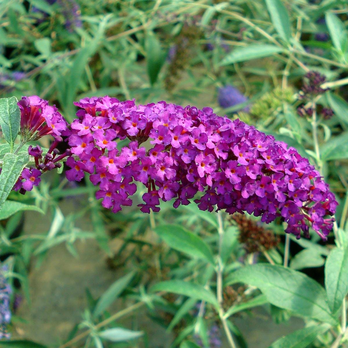 Buddleia Royal Red - Arbre aux papillons rouge Pot de 2L/3L - Image 1