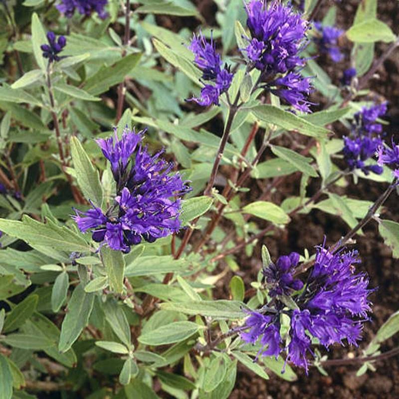 Caryopteris Kew blue, Spirée bleue, Barbe bleue à fleurs Violette - feuillage Caduc - Pot de 3L - 20/40 cm- hauteur à maturité De 1,00 m à 1,50 m - Image 1