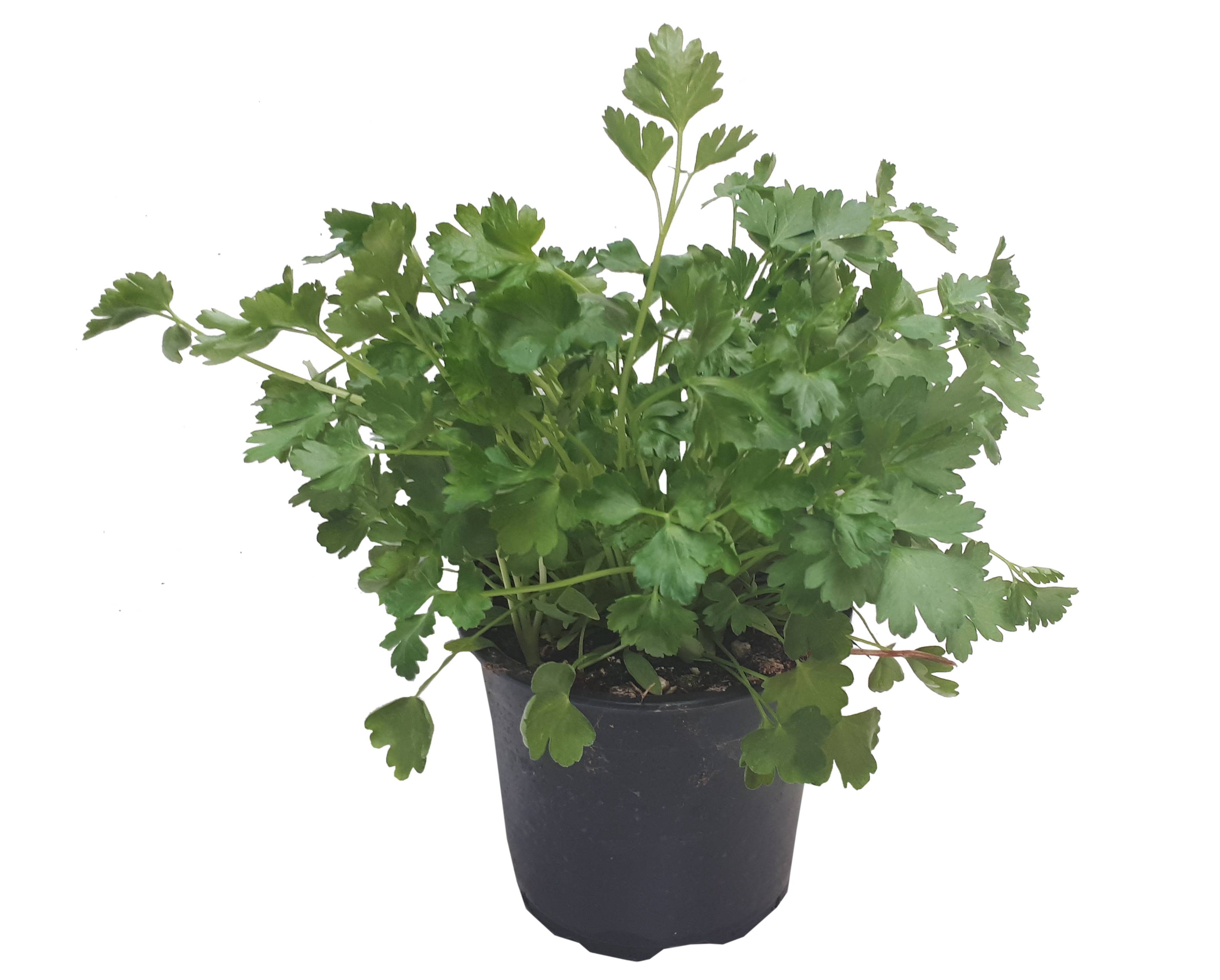 Persil plat pot 14 cm