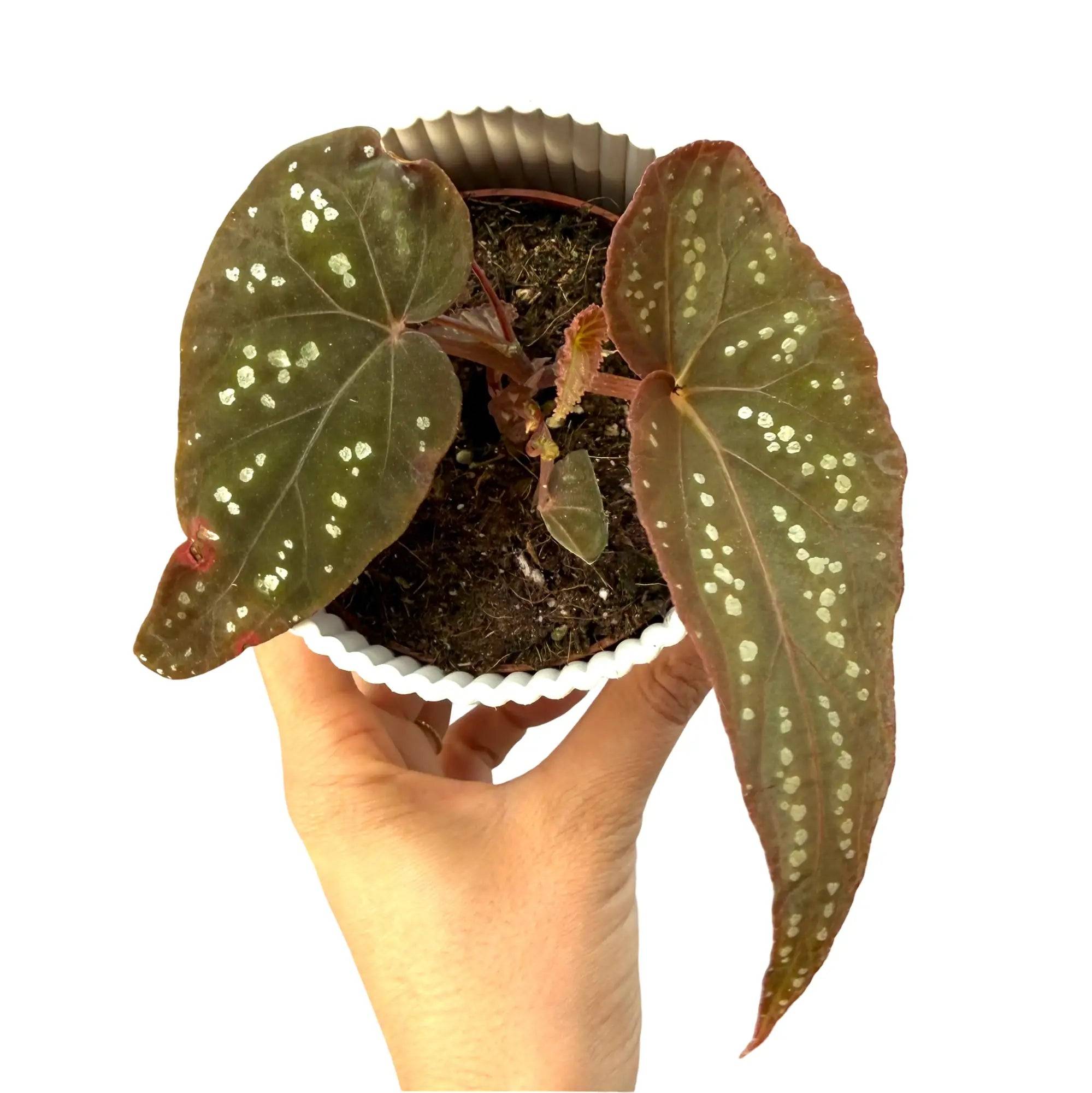 Begonia 'Pandora' - Pot de 8cm - Plantes d'intérieur - Image 1