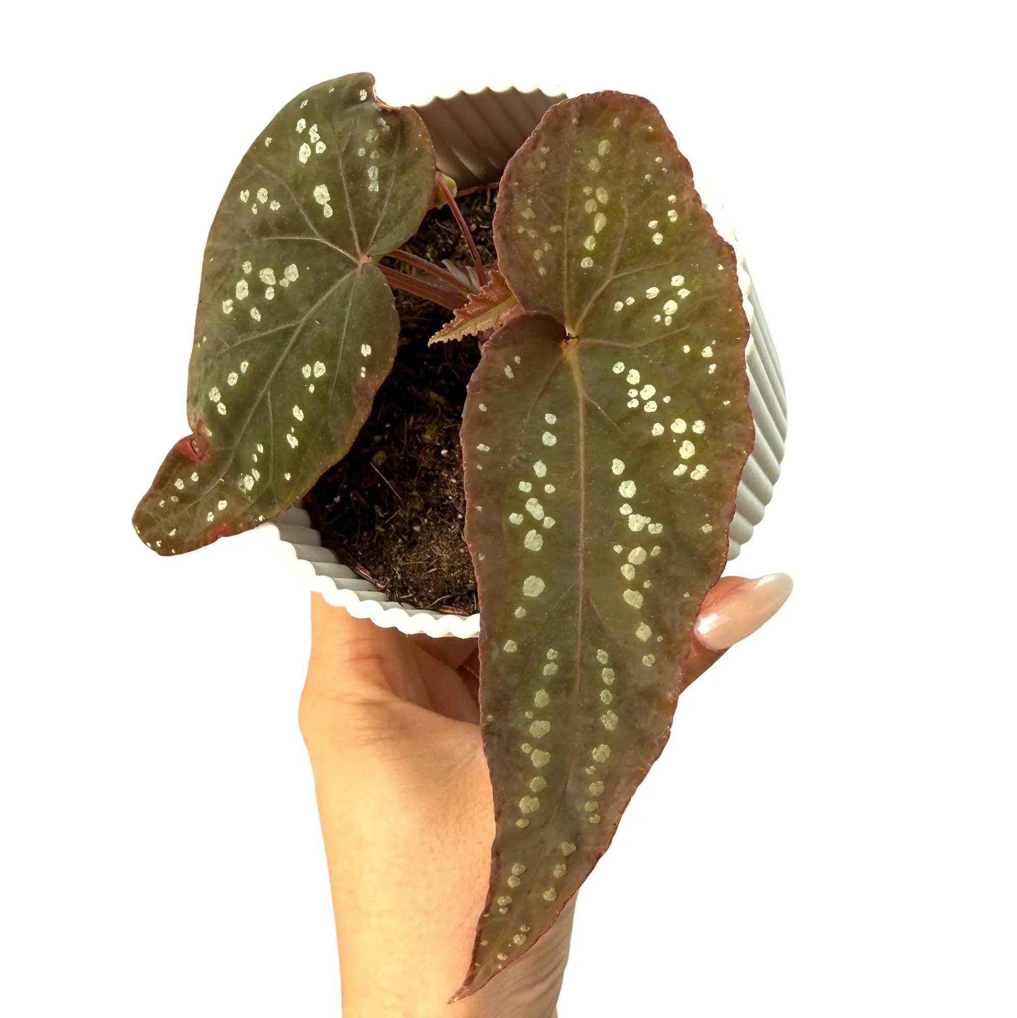 Begonia 'Pandora' - Pot de 8cm - Plantes d'intérieur - Image 2