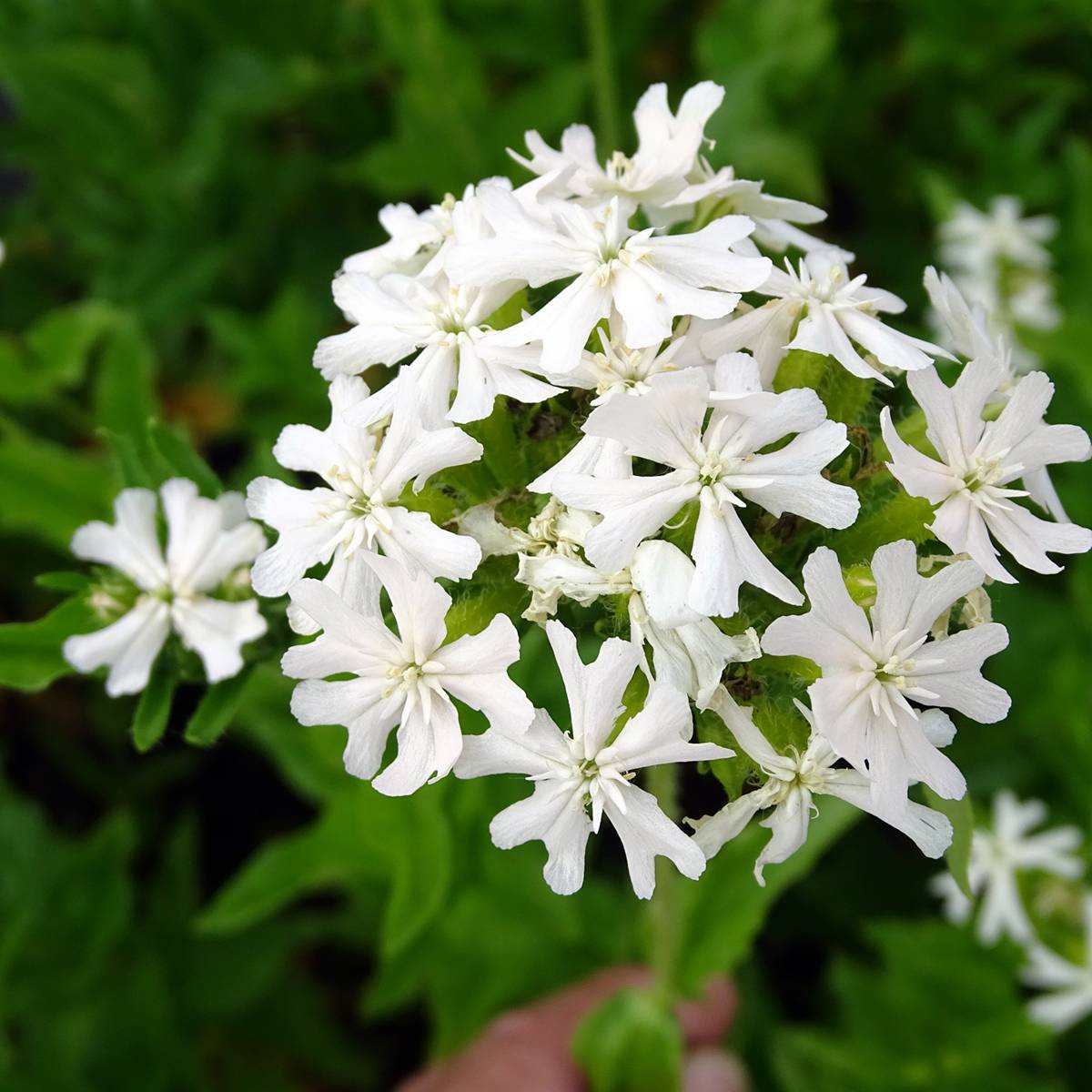 Lychnis chalcedonica Alba - Croix de Jérusalem blanche Godet de 8/9 cm