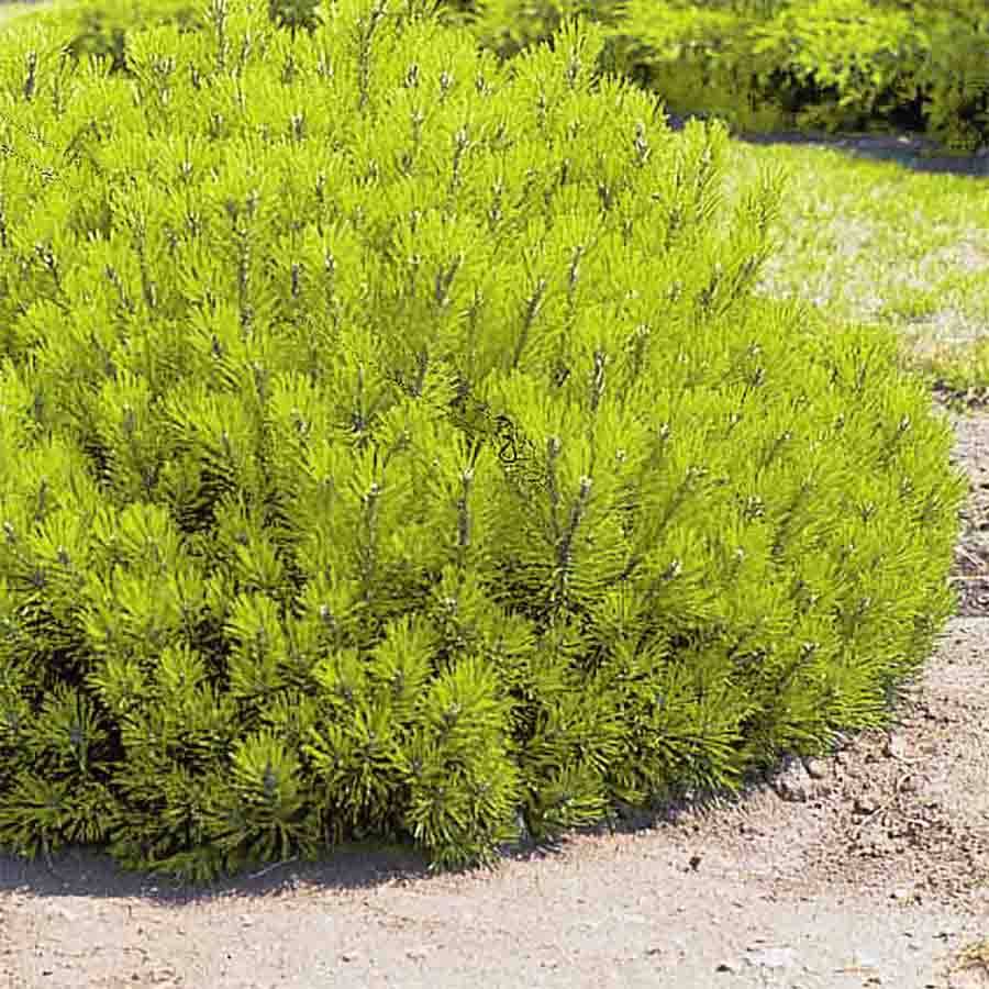 Pin de montagne - Pinus mugo Ophir Pot de 2L/3L - Image 1