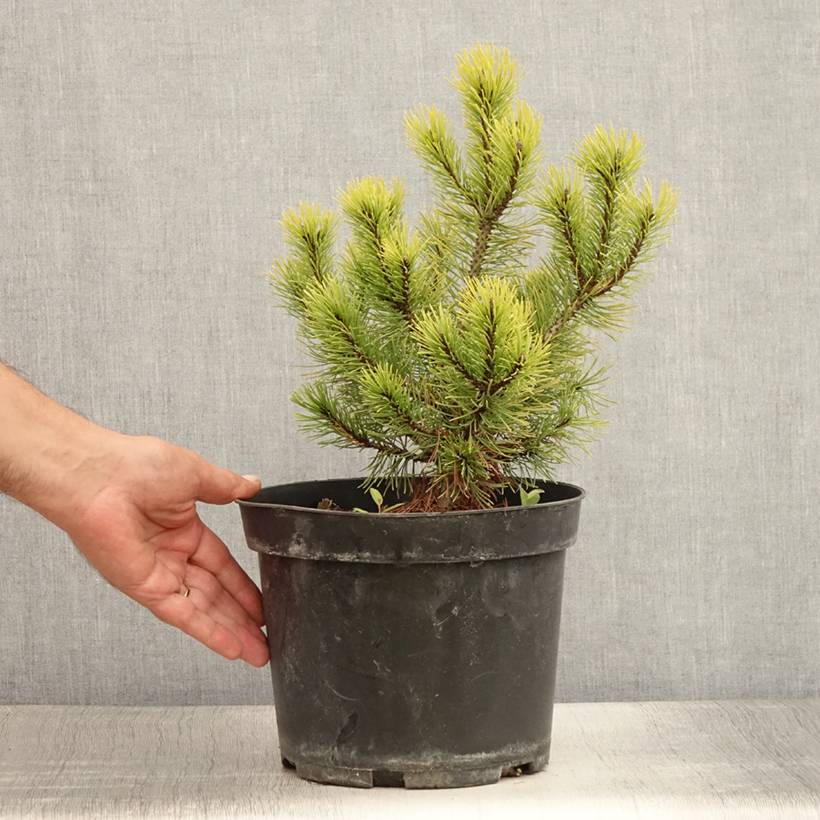 Pin de montagne - Pinus mugo Ophir Pot de 2L/3L - Image 2
