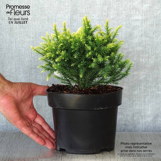 Cryptomeria japonica Vilmorin Gold Pot de 2L/3L - Image 2