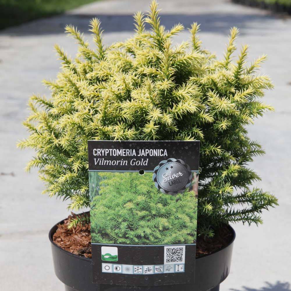 Cryptomeria japonica Vilmorin Gold Pot de 2L/3L