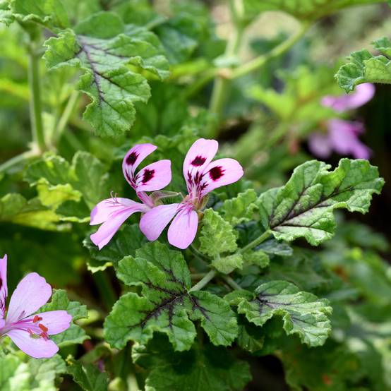 Pelargonium odorant quercifolium Royal Oak - Géranium au parfum balsamique Pot de 1,5L/2L