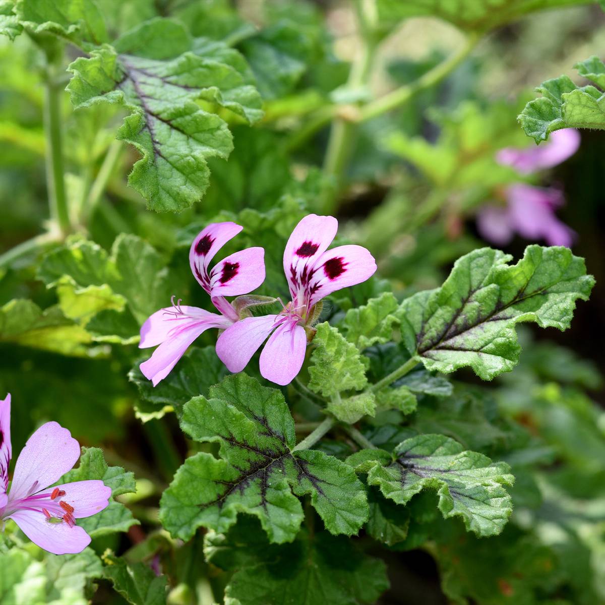 Pelargonium odorant quercifolium Royal Oak - Géranium au parfum balsamique Pot de 1,5L/2L