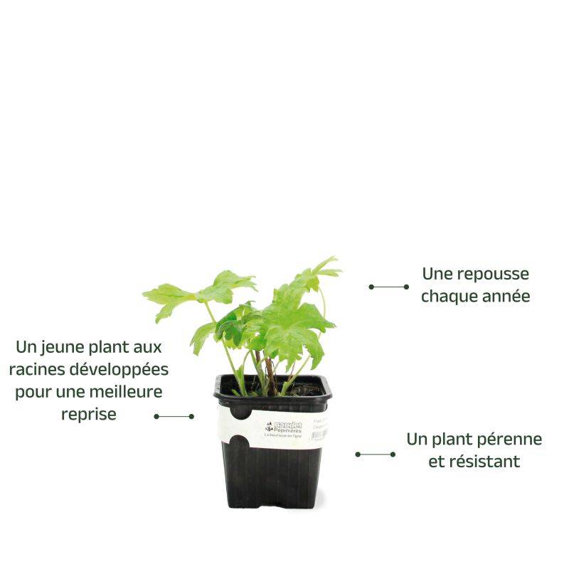 3 Pieds d'Alouette 'Galahad' (Delphinium 'Galahad') - Lot de 3 vivaces - Pépinières Naudet - Image 3