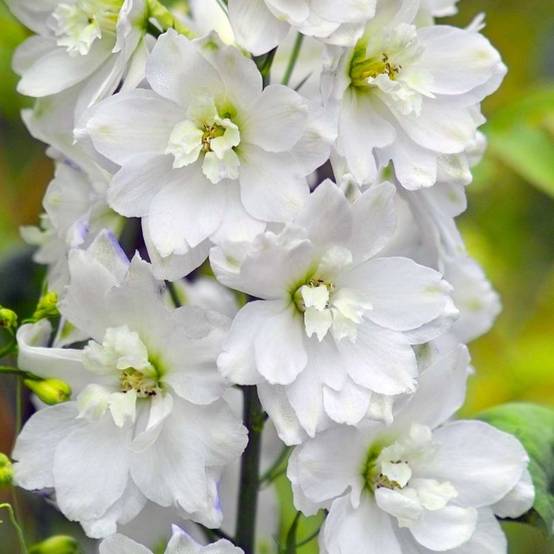 3 Pieds d'Alouette 'Galahad' (Delphinium 'Galahad') - Lot de 3 vivaces - Pépinières Naudet - Image 1