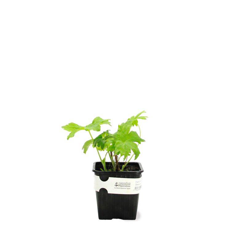 3 Pieds d'Alouette 'Galahad' (Delphinium 'Galahad') - Lot de 3 vivaces - Pépinières Naudet - Image 2
