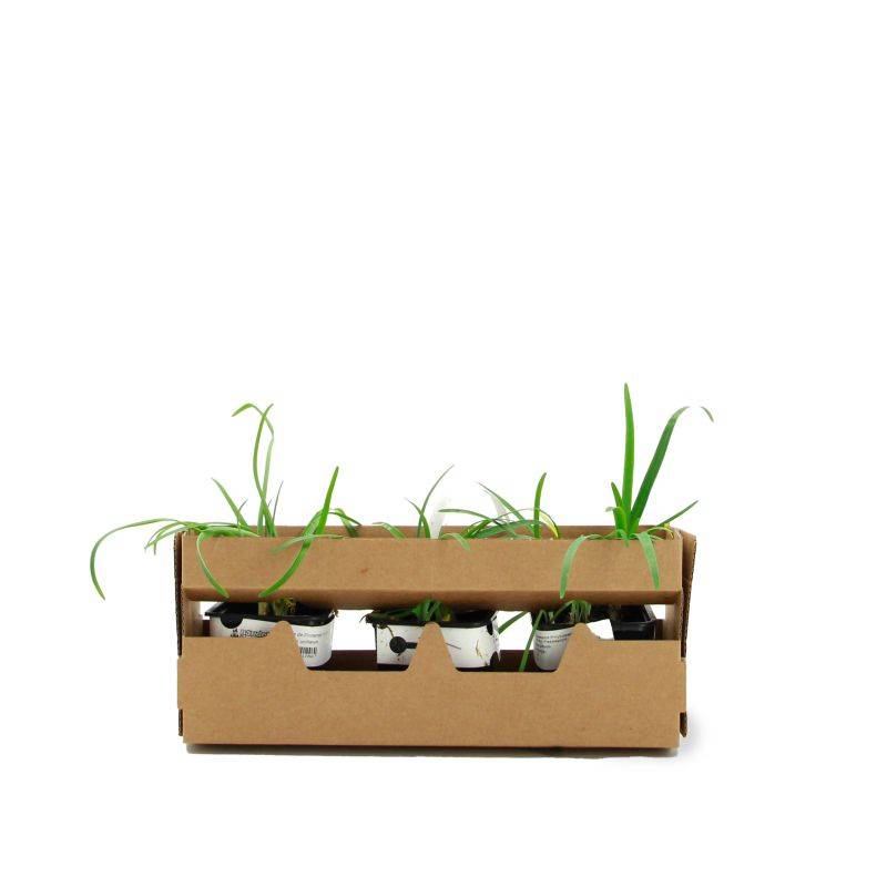 3 Étoiles de Printemps 'Uniflorum' (Ipheion 'Uniflorum') - Lot de 3 vivaces - Pépinières Naudet - Image 4