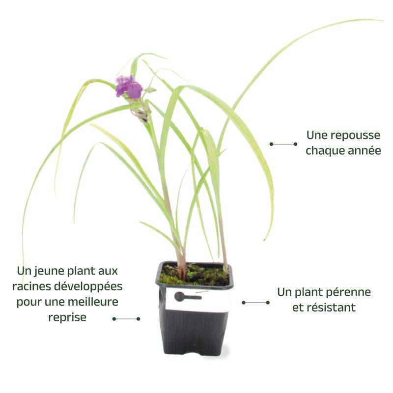 3 Étoiles de Printemps 'Uniflorum' (Ipheion 'Uniflorum') - Lot de 3 vivaces - Pépinières Naudet - Image 3