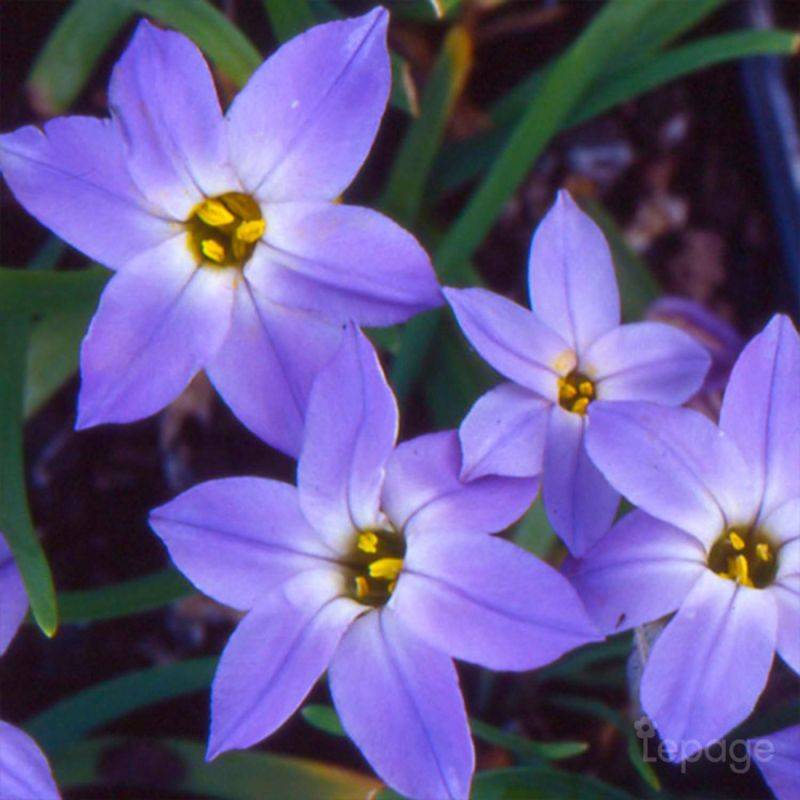3 Étoiles de Printemps 'Uniflorum' (Ipheion 'Uniflorum') - Lot de 3 vivaces - Pépinières Naudet - Image 1